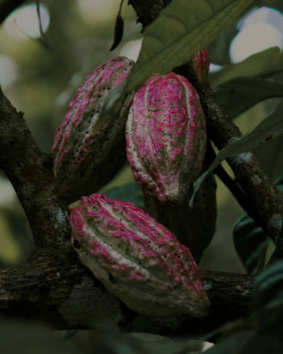 Cocoa pods hanging onto a coca tree