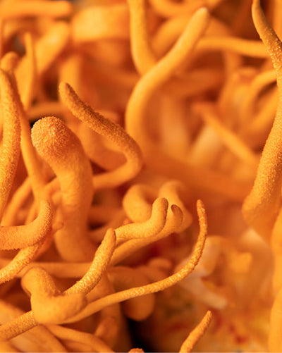 Close-up of coryceps sinensis