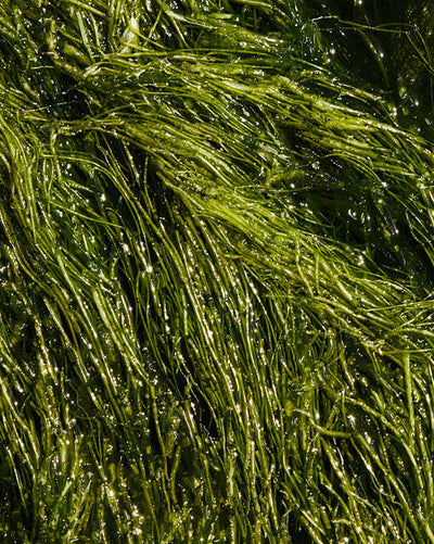 Close-up of green seaweed with water droplets on a dark background