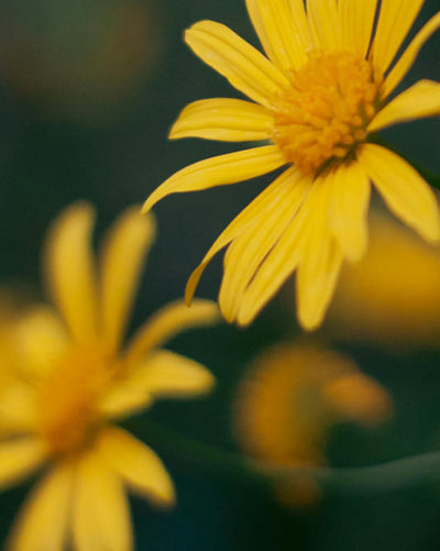 Close-up of a yellow flower called arnica montana extract with a blurred background