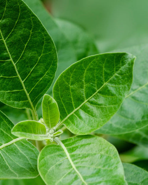 Close-up of Ashwagandha plant with a blurred green background