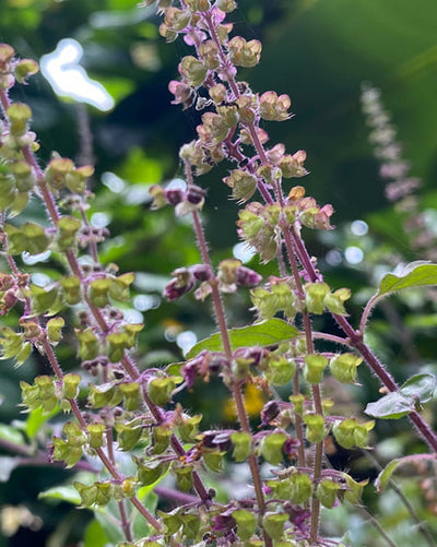 Close-up of a plant called Holy Basil 5-1 Extract, small green flowers and leaves against a blurred natural background