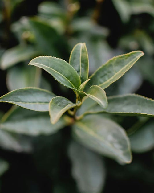 Close-up of green leaves of L-Theanine with a blurred background
