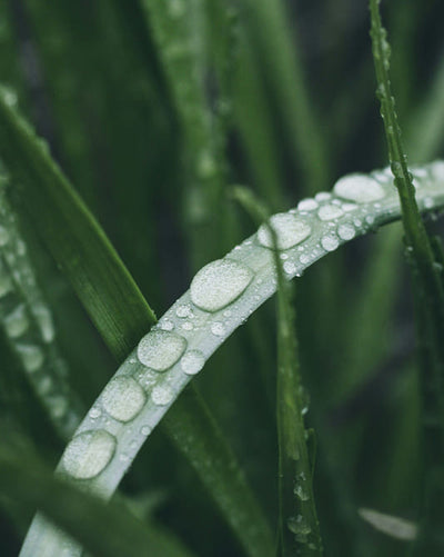 Close-up of dewdrops on lemongrass with a blurred green background