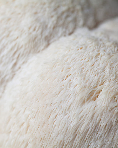 Close-up of lions mane