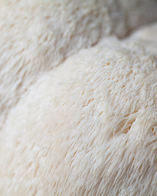 Close-up of lions mane