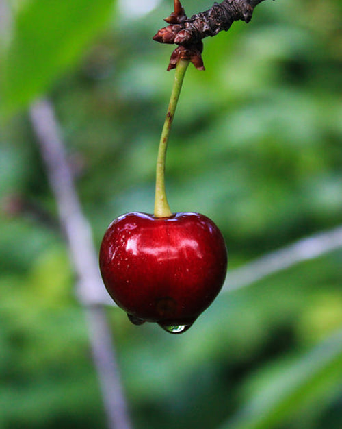Montmorency cherry on a branch with a blurred green background