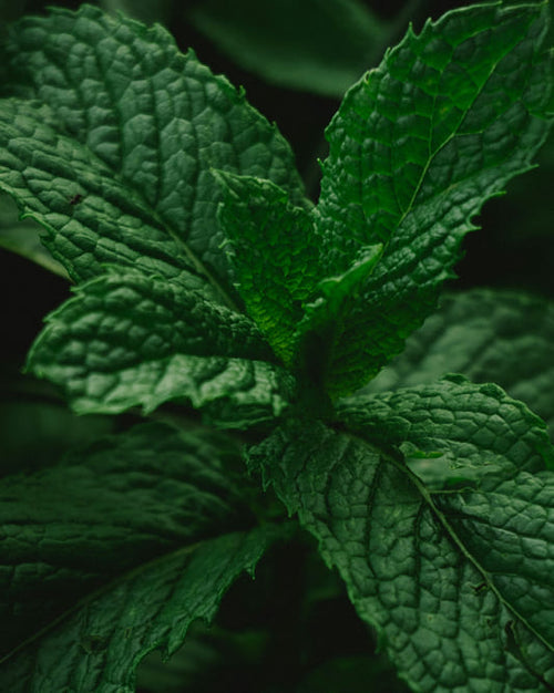 Close-up of green peppermint leaves