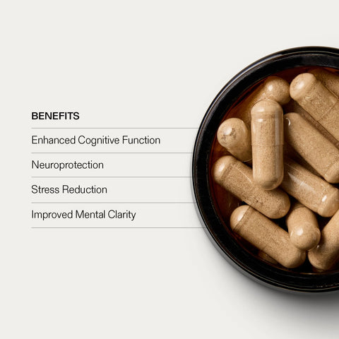 Lion's Mane For the Brain